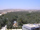 Part of the Palm Forest Viewed From St Mary's Basilica